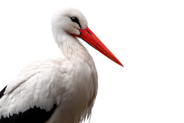 Migrating stork isolated on transparent background