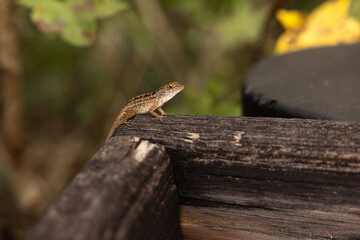 Small Lizard Resting on Wooden Railing in Six Mile Cypress Slough Preserve Wetland in Fort Myers, Florida