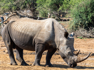Obraz premium Nashorn