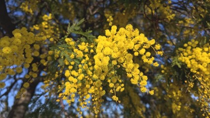 Vibrant yellow mimosa inflorescences fill the frame, creating a natural background for spring and holiday themes.