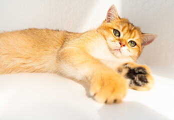 A fluffy orange cat A British Golden Chinchilla with striking green eyes is lying peacefully on a white background lies under the rays of the sun