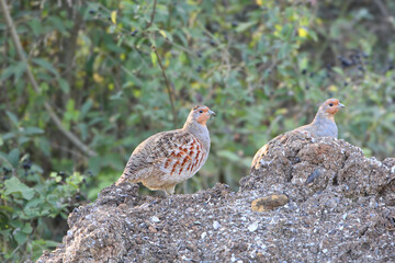 A single and two grey partridges (Perdix perdix) are photographed standing on the ground against a blurred background.
