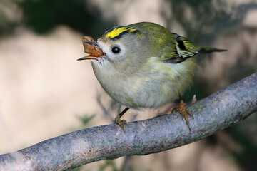 A close-up shot of an adult goldcrest (Regulus regulus) perched on a thuja tree swallowing a large insect.