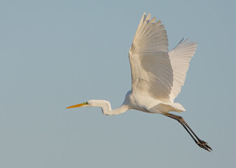 An adult great egret (Ardea alba) is filmed in dynamic flight against a blue sky.