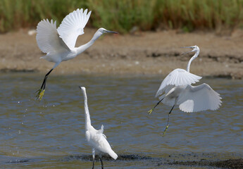 Several little egrets (Egretta garzetta) compete and fight for prey in the water of a canal.