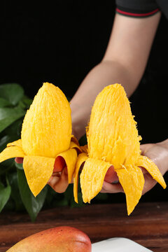Fresh Hainan Guifei Mango Fruit in Hands - Ripe Golden Tropical Chinese Mangoes Ready to Eat