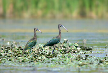 Two adult glossy ibis (Plegadis falcinellus) in non-breeding plumage feeding in the shallows of the Danube