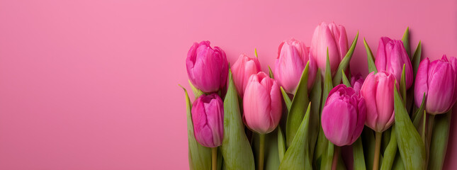 Obraz premium Spring Tulip Flower Border Banner 