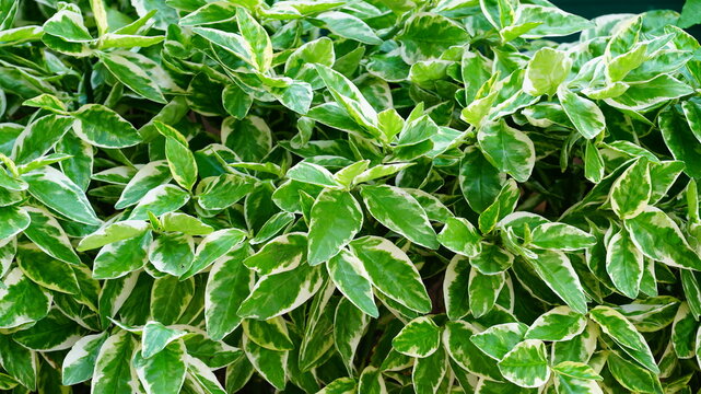 Euonymus Emerald Gaiety Hedge
Euonymus fortunei 'Emerald Gaiety' green and white leaves