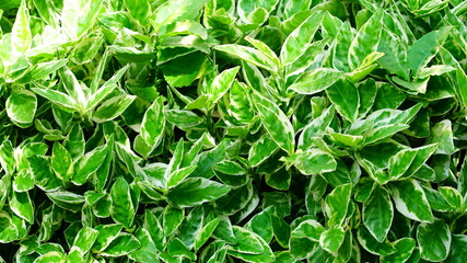 Euonymus Emerald Gaiety Hedge
Euonymus fortunei 'Emerald Gaiety' green and white leaves