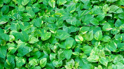 Glacier pothos green leaves