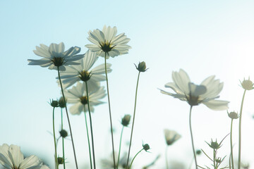Delicate White Floral Blossoms Against a Soft Blue Sky in Gentle Natural Light