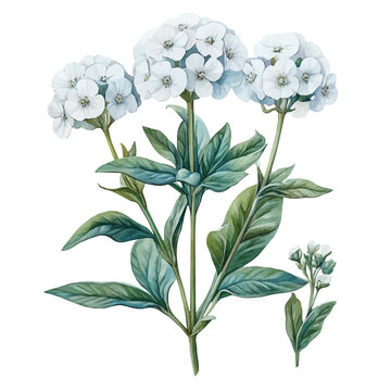 Candytuft Flower, vector watercolor clipart with soft pastel strokes, isolated on a white background.