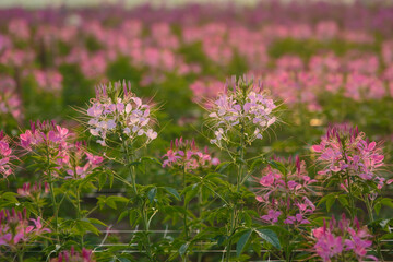 Colorful Field of Cleome Flowers Blooming in Vibrant Shades of Pink and White Under Soft Morning Light