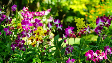 활짝 핀 열대 난꽃