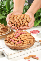 Fresh Peanuts in Shell and Red Skin Varieties in Hands and Basket