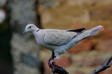 Eurasian collared-dove (Streptopelia decaocto)