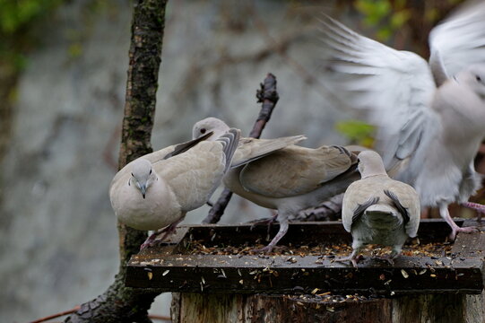 Around the food. Eurasian collared-dove (Streptopelia decaocto)