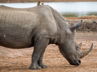 Obraz premium Nashorn