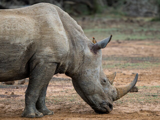 Obraz premium Nashorn