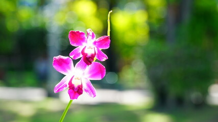 활짝 핀 열대 난꽃