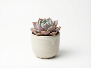 Mini Echeveria succulent plant with dusty pink and green leaves in a small matte beige ceramic pot isolated on white
