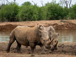 Fototapeta premium Nashorn