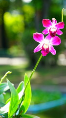 활짝 핀 열대 난꽃