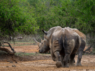 Fototapeta premium Nashorn