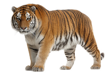 Fototapeta premium Realistic tiger isolated on transparent background