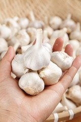 Fresh White Garlic Bulbs from Shandong Henan China Held in Hands Agricultural Produce