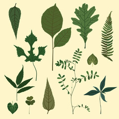 leaves of different shapes illustration