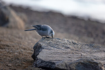 A gray jay searches for worms along a peaceful mountain lake in the Colorado Rockies.