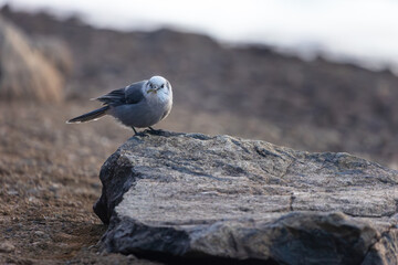 The bird hops across the rocky shoreline, foraging intently as the alpine landscape rises behind it.