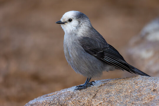 A sleek mountain bird pauses on a rock, watching movement below.