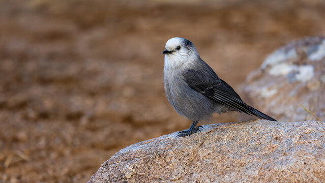 Colorado Gray Jay in the Rocky Mountains