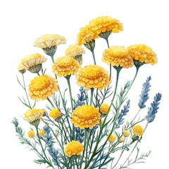 Achillea Flower, vector watercolor clipart with soft pastel strokes, isolated on a white background. © brixel