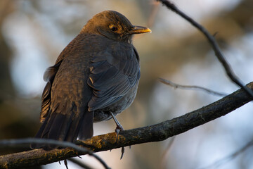 Female blackbird (Turdus merula) headshot