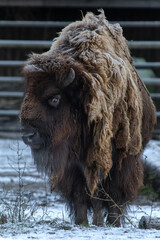 Bison winter day in the snow