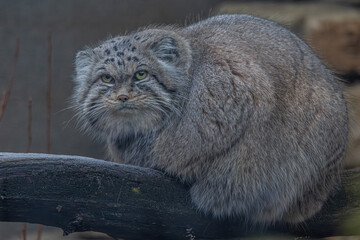Portrait of cute furry adult manul.