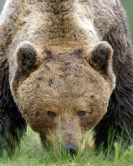 Big male brown bear portrait, serious glance