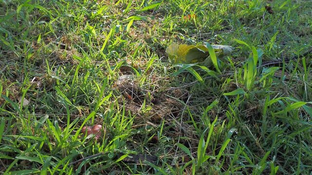 Sun spots flicker across a watered green lawn, creating a mosaic of light and shadow. Droplets glisten on grass, amplifying the contrast between sunlit patches and shaded textures.