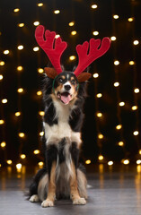 A Border Collie sits with red antlers under warm lights. The dark studio background enhances the golden festive sparkle.