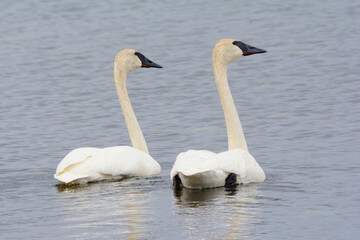 Fototapeta premium Trumpeter Swan Pair Swimming Together