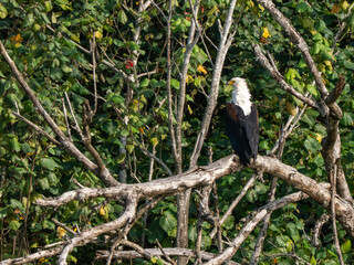 Afrikanischer Fischadler