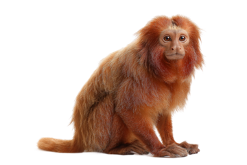 Realistic uakari isolated on transparent background