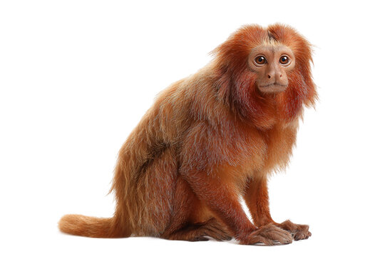 Realistic uakari isolated on transparent background