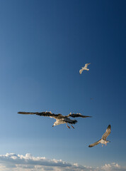 Composición de tres gaviotas volando a diferentes distancias y alturas sobre un cielo azul, con una formación de nubes blancas en la parte inferior.
