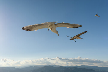 Obraz premium Primer plano de una gaviota realizando un giro mostrando su dorso, con otra ave más pequeña y montañas costeras brumosas en el fondo.