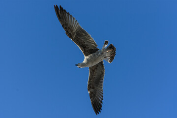 Gaviota juvenil en vuelo capturada desde abajo en ángulo diagonal, mostrando el patrón moteado de sus alas contra un cielo azul intenso y limpio.